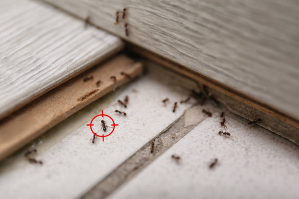 Best Residential Pest Control  in Boiling Springs, NC