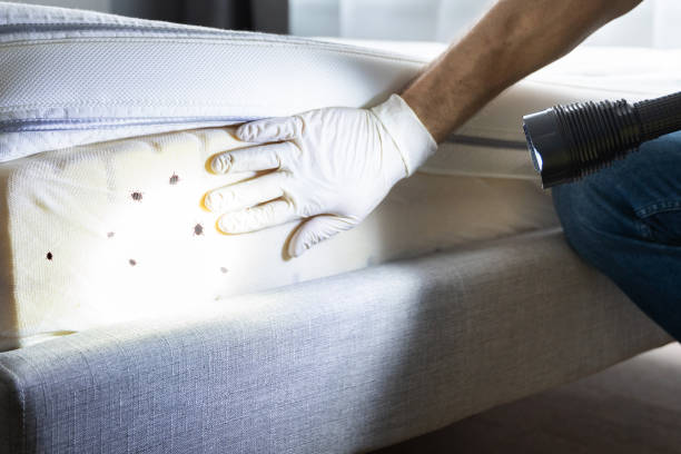 Best Bed Bug Extermination  in Boiling Springs, NC
