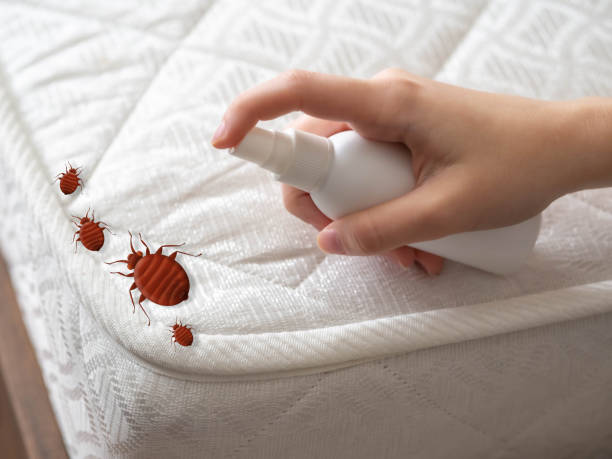 Best Flea Control Services  in Boiling Springs, NC